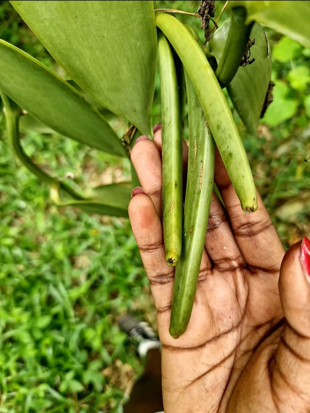 Gousses de vanille sur la liane — plantation à Madagascar